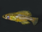 Girardinichthys multiradiatus (2)