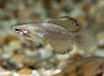 Girardinichthys viviparus (1)
