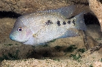 Herichthys tamasopoensis (1)