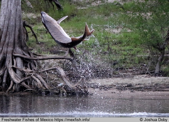 Adult jumping out of the water