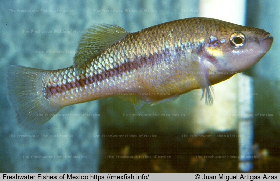 Male from Pihuamo River